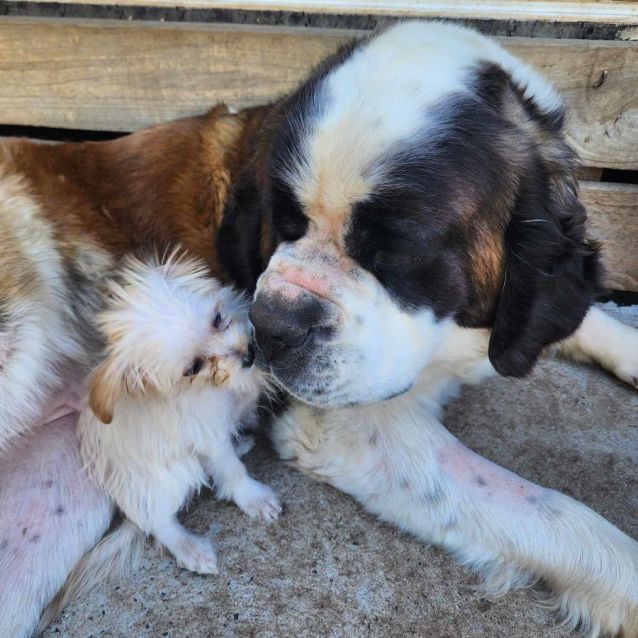 Photo of Penrith  Saint Bernard