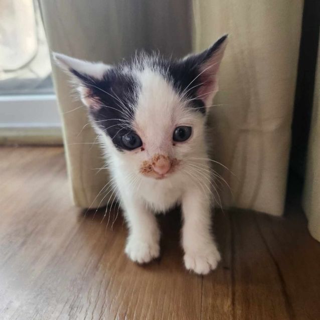 Photo of Nibbles