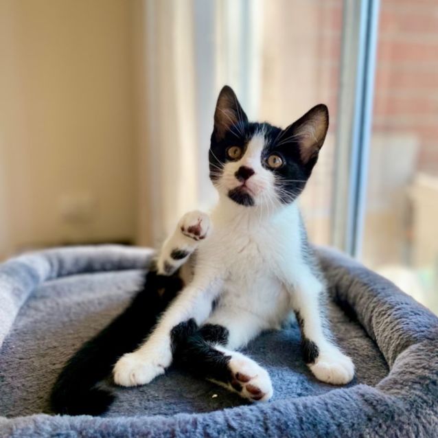 Photo of 🦇Mickey🦇