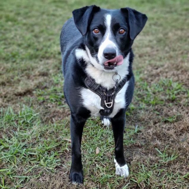 Photo of Willow
