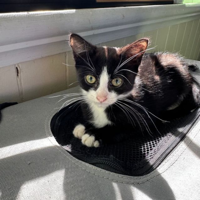 Photo of The Penguin