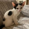 Photo of Spot