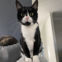 Photo of Marshmallow
