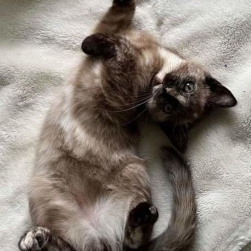 No photo for Puddin