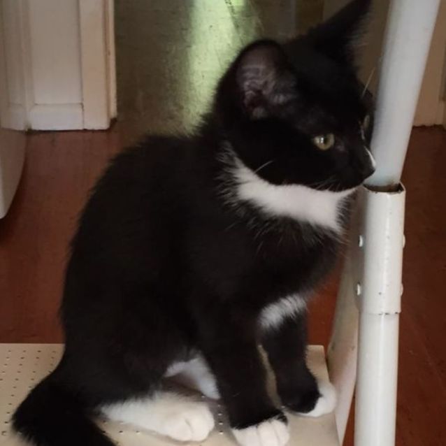 Photo of Paris ^^Dandy Cat Rescue^^