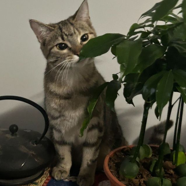 Photo of Pretzel (Located In Boronia)