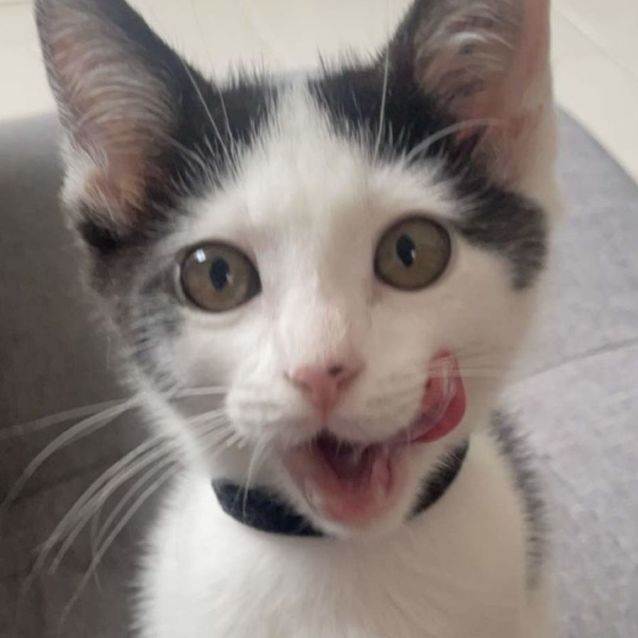 Photo of Pablo ❤️🐾