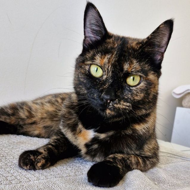 Photo of C1300 Gypsy