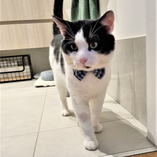 Bennie ^^Dandy Cat Rescue^^