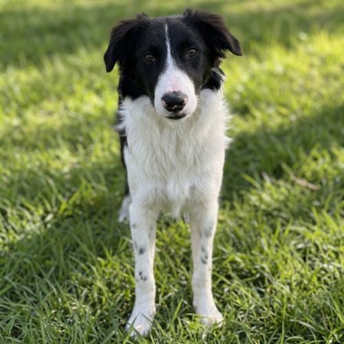 Hudson