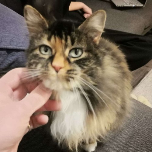 Ellie ($50 Clear The Nest Special) 🐾 