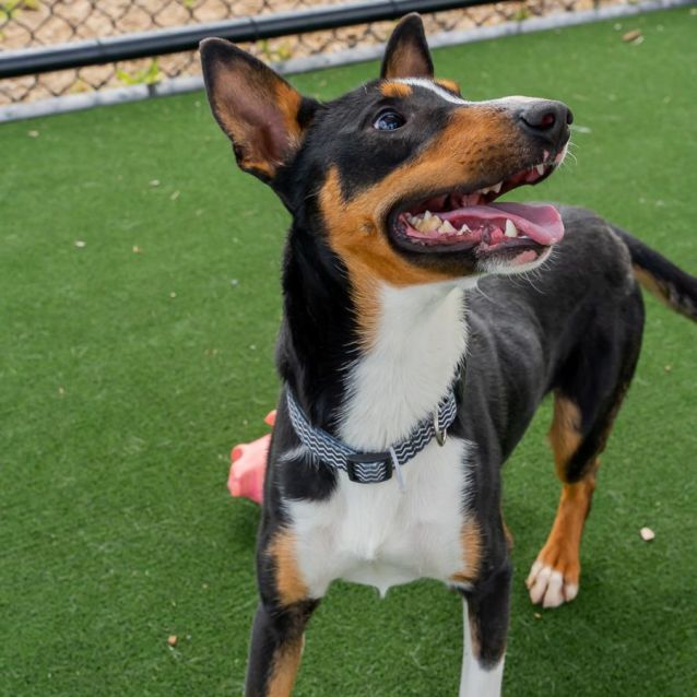 Photo of Crumpet Imp 777