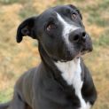 Photo of Diesel