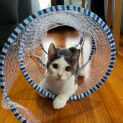 Photo of Pavlova