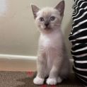 Photo of Sheera