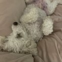 Photo of Barney