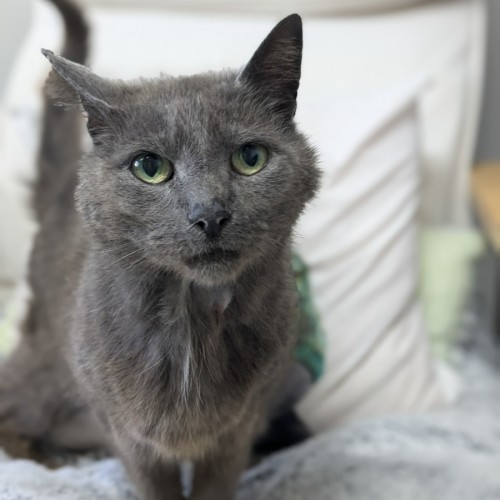 🌼 Esmerelda 5696 🌼