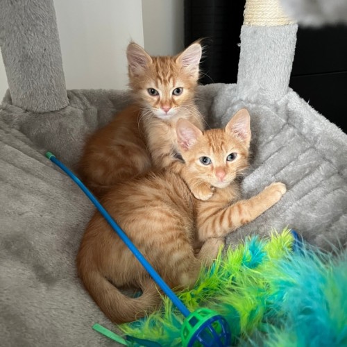 Pablo and Chapo