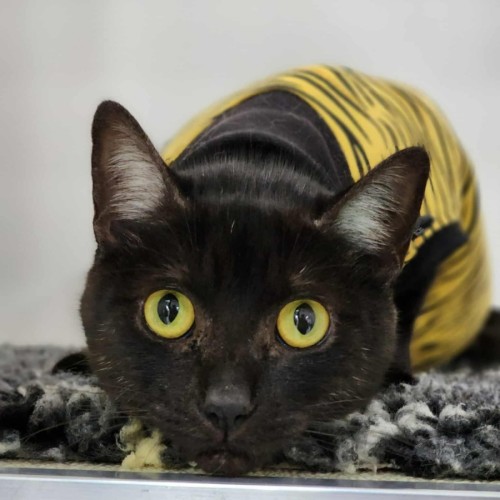 🥝 Clara 6220 🥝