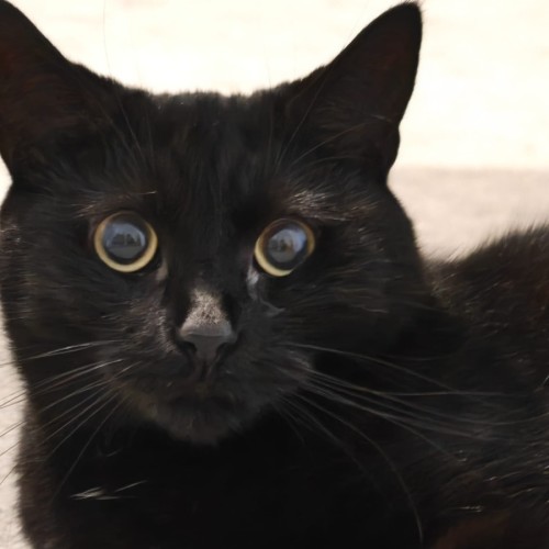 No photo for Pepper