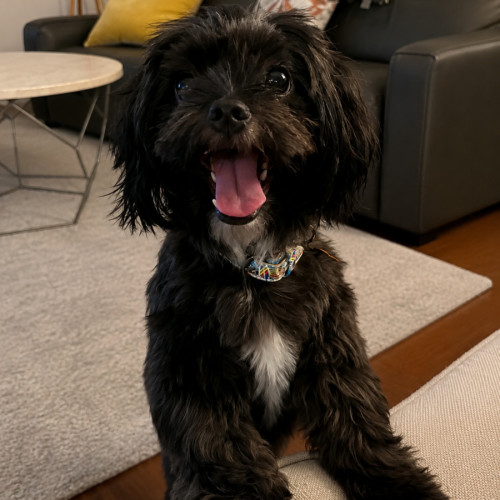 Lando