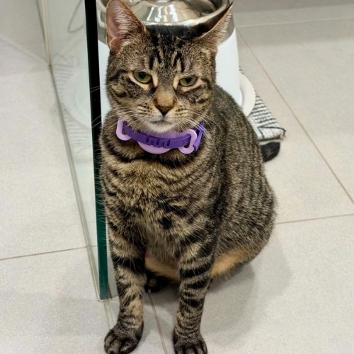 Honey**2nd chance cat rescue**