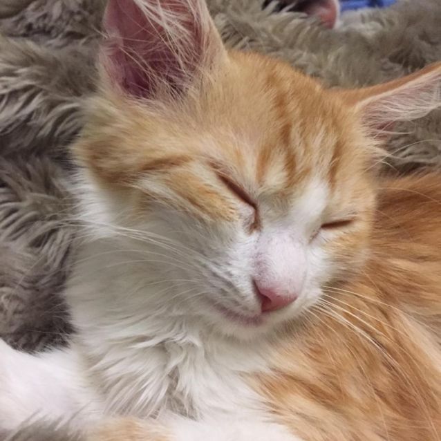 Photo of Yolanda ^^Dandy Cat Rescue^^