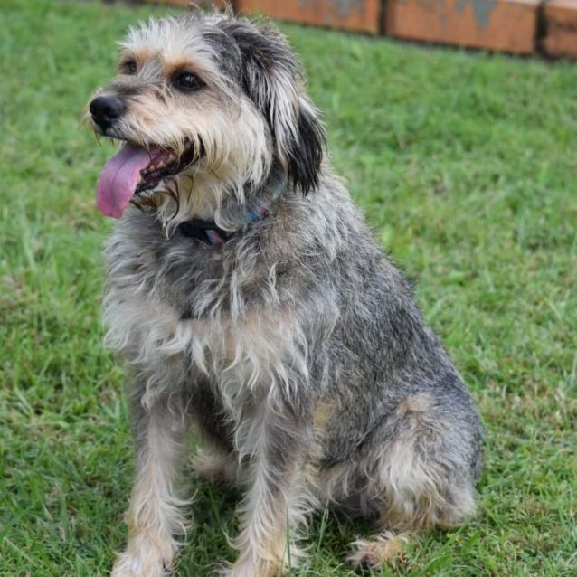 King schnauzer hotsell