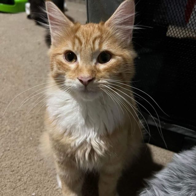 Photo of Mango (Located In Hoppers Crossing)