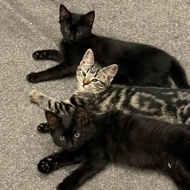 Photo of Dixie ^^Dandy Cat Rescue^^