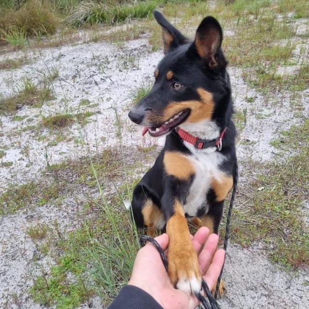 Poppy DL2896 Medium Female Border Collie x Kelpie Dog in WA