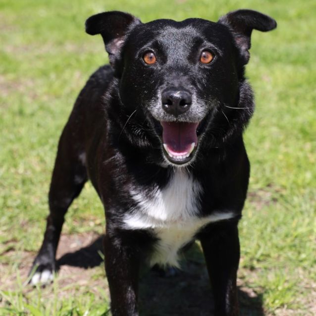 Max Small Male Border Collie x Jack Russell Terrier Dog in NSW PetRescue