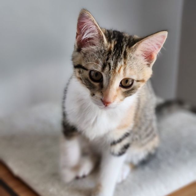 Photo of Sprite ^^Dandy Cat Rescue^^