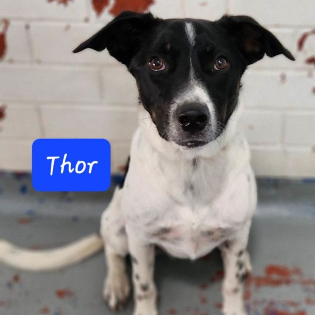 Photo of Thor
