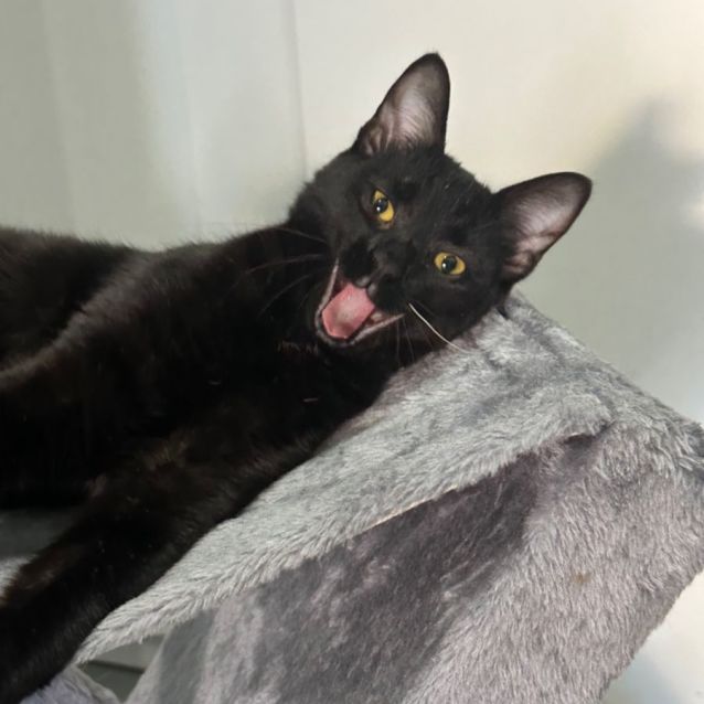 Photo of Cinder 🐈‍⬛