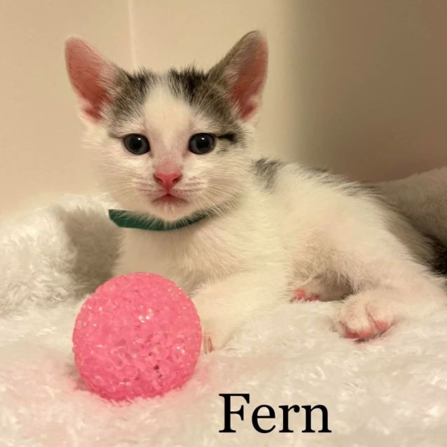 Photo of Fern