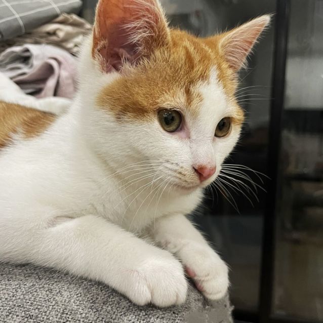 Photo of Bronson ^^Dandy Cat Rescue^^