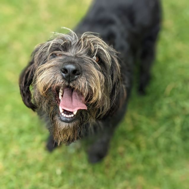 Photo of 🍕 Woody C04731 🍕