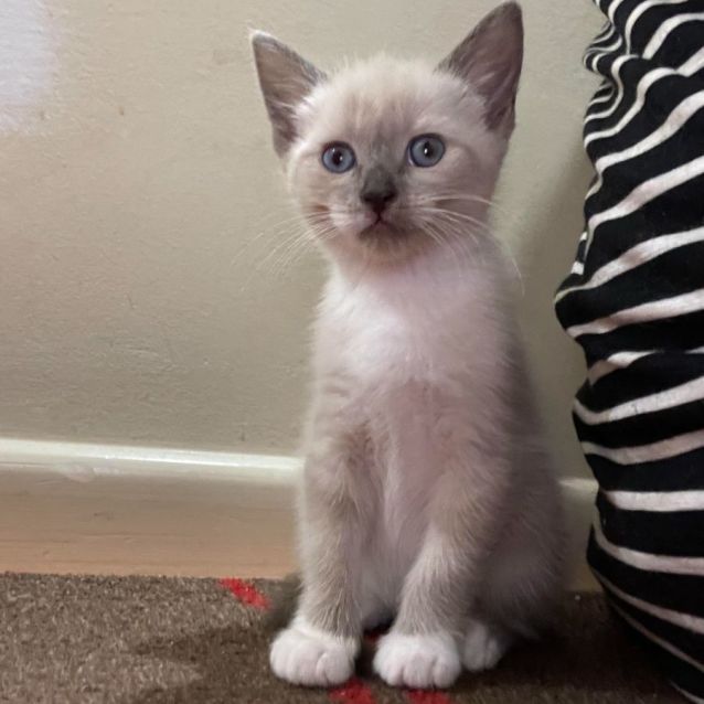 Photo of Sheera