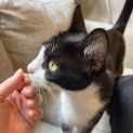 Photo of Evie