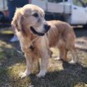 Photo of Lovey