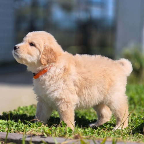 Grover