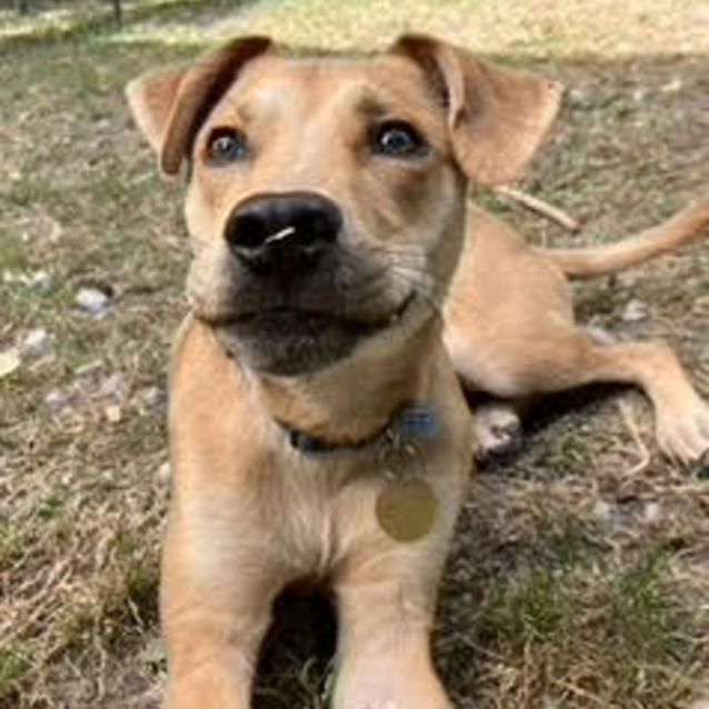 Photo of Kinkajou