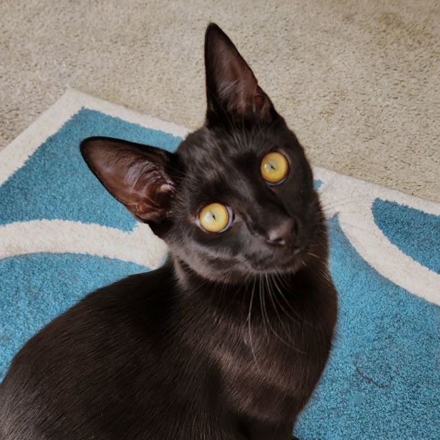 Photo of Rastas ^^Dandy Cat Rescue^^