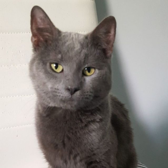 Photo of Dexter ^^Dandy Cat Rescue^^