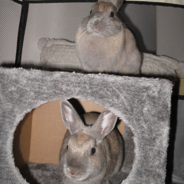 Photo of 🐰Peanut & Cashew🐰 (Located In Werribee South)