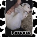 Photo of Patches
