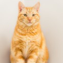 Photo of Fanta