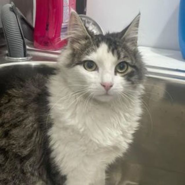 Photo of Sebastian **2nd Chance Cat Rescue**