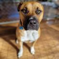Photo of Bodhi 